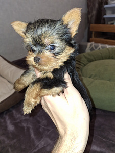 Micro York babyface syntyi 21. syyskuuta 2025. (5 valokuva sivusta 10)