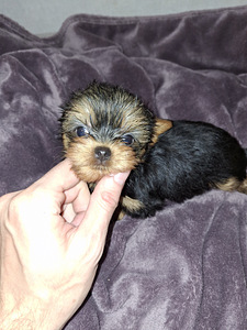 Micro York babyface syntyi 21. syyskuuta 2025. (9 valokuva sivusta 10)