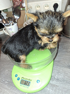 Micro York babyface syntyi 21. syyskuuta 2025. (10 valokuva sivusta 10)