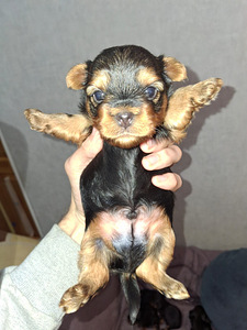 Yorkshirenterrierin pennut, syntyneet 4. marraskuuta 2025. (9 valokuva sivusta 10)