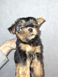 Yorkshirenterrierin pennut, syntyneet 4. marraskuuta 2025. (10 valokuva sivusta 10)