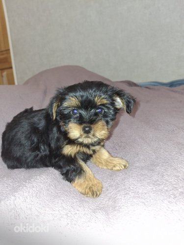 Yorkshirenterrierin pennut, 23.01.2026