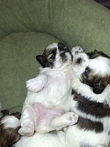 Shih Tzu -pennut syntyivät 28. tammikuuta 2026 (6 valokuva sivusta 10)