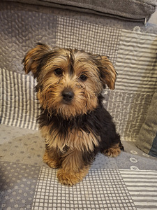 Yorkshirenterrierin pennut. 03.03.2026 (5 valokuva sivusta 10)