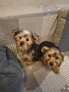 Yorkshirenterrierin pennut. 03.03.2026 (8 valokuva sivusta 10)