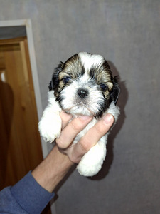 Täydelliset Shih Tzu -pennut 25.03.2026 (6 valokuva sivusta 10)