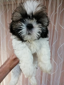 Täydelliset Shih Tzu -pennut 06.04.2026 (4 valokuva sivusta 10)