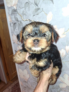 Jorkšyro terjerų veislės kalytė gimė 21 rugsėjo 2025 (2 nuotrauka iš 10)