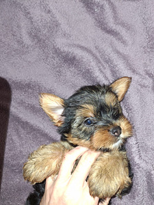 Jorkšyro terjerų veislės kalytė gimė 21 rugsėjo 2025 (7 nuotrauka iš 10)