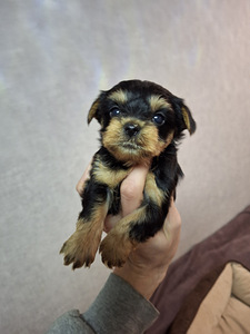 Щенки йоркширского терьера родились 4 ноября 2025 года. (1 фото из 10)