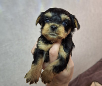 Jorkšyro Terjerų šuniukai gimė 2025 metų lapkričio 4 dieną.