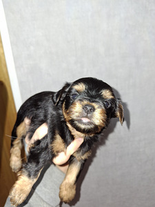 Щенки йоркширского терьера родились 4 ноября 2025 года. (3 фото из 10)