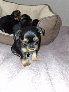 Щенки йоркширского терьера родились 4 ноября 2025 года. (5 фото из 10)