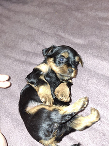 Щенки йоркширского терьера родились 4 ноября 2025 года. (7 фото из 10)