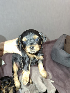 Щенки йоркширского терьера родились 4 ноября 2025 года. (9 фото из 10)