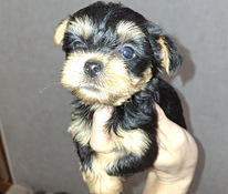 Jorkšyro Terjerų šuniukai gimė 2025 metų lapkričio 4 dieną.