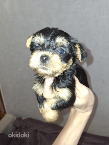 Щенки йоркширского терьера родились 4 ноября 2025 года.