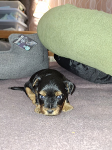 Щенки йоркширского терьера родились 4 ноября 2025 года. (4 фото из 10)