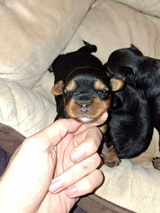 Щенки йоркширского терьера родились 4 ноября 2025 года. (9 фото из 10)