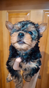 Jorkšyro Terjerų šuniukai gimė 2025 metų lapkričio 4 dieną. (2 nuotrauka iš 10)