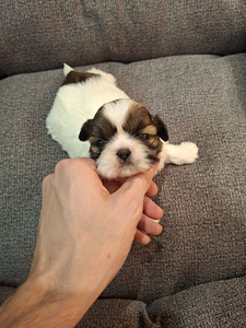Shih Tzu šuniukai gimė sausio 28 dieną. 2026 (4 nuotrauka iš 10)