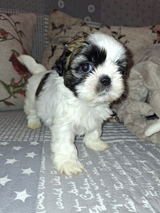 Идеальные породистые щенки ши-тцу. 28.03.2026 (2 фото из 10)