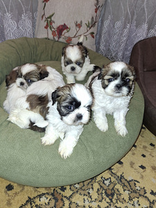 Идеальные породистые щенки ши-тцу. 28.03.2026 (6 фото из 10)