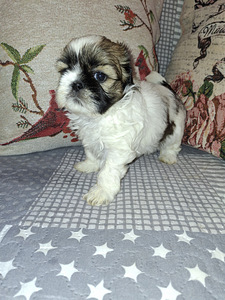 Идеальные породистые щенки ши-тцу. 28.03.2026 (7 фото из 10)