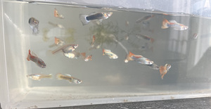 Müüa kaunid gupid (1 foto / 2)