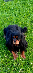 Kavalier King Charles spanjel (9 foto / 9)