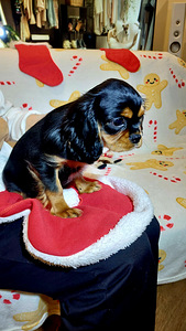 Kavalier King Charles spanjel (5 foto / 9)