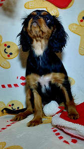 Kavalier King Charles spanjel (6 foto / 9)