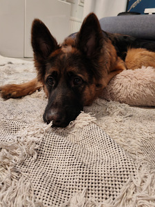 Saksanpaimenkoira (1 valokuva sivusta 5)