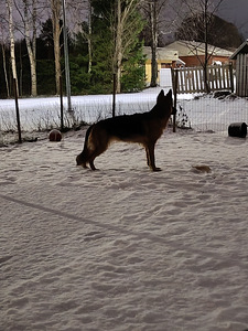 Saksanpaimenkoira (5 valokuva sivusta 5)