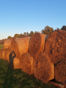 Heinarullid (1 foto / 3)