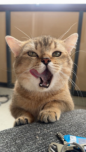 Scottish straight Golden Chinchilla (2 valokuva sivusta 4)