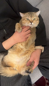 Scottish straight Golden Chinchilla (3 valokuva sivusta 4)