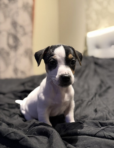 Džeka Rasela terjers (4 foto no 6)