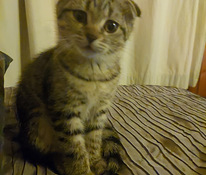 Sekarotuinen tyttökissa