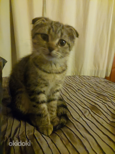 Sekarotuinen tyttökissa