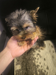 Продается щенок йоркширского терьера (2 фото из 3)