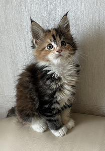 Mejn kun (2 foto no 2)