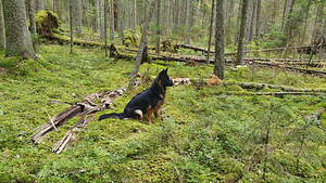 Длинношерстные щенки немецкой овчарки (2 фото из 8)