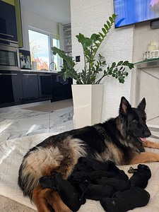 Длинношерстные щенки немецкой овчарки (3 фото из 8)