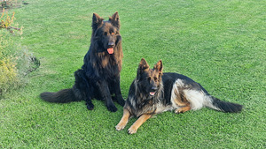 Длинношерстные щенки немецкой овчарки (8 фото из 8)