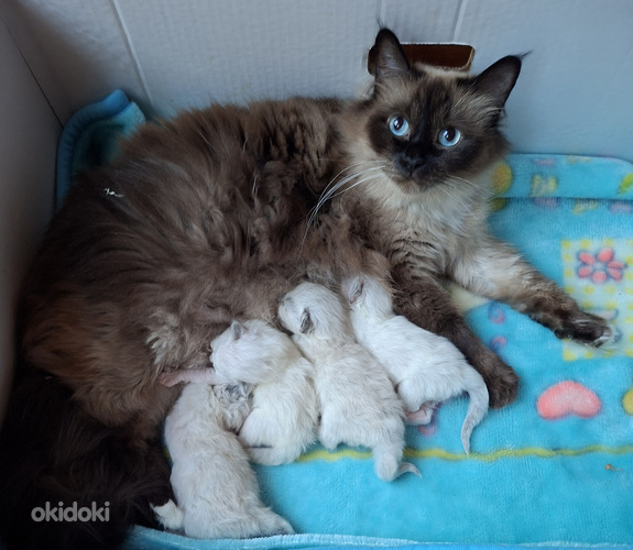 Ragdoll pentuja varattavissa