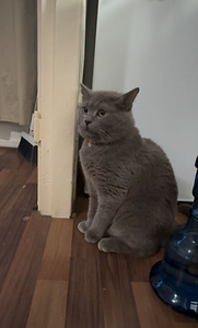 Harmaa lyhytkarvainen kotikissa – 2-vuotias uros (leikkaamat (2 valokuva sivusta 6)