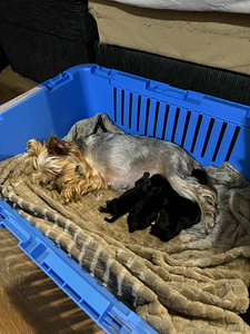 Yorkshire terrieri (6 valokuva sivusta 6)