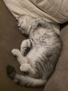 Kissat pennut (3 valokuva sivusta 10)