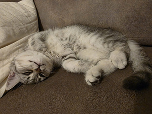 Kissat pennut (4 valokuva sivusta 10)